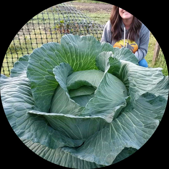 100kg_cabbage